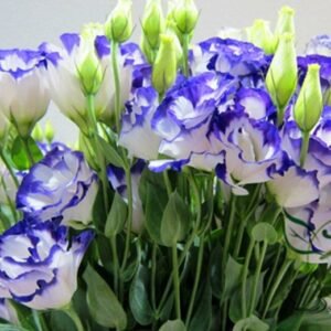 Texas Bluebells, Eustoma Grandiflorum Seed 2000 PCS, Yangjiegeng