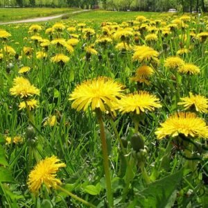 Taraxacum Officinale, Common Dandelion Seed 2000 PCS, Pugongying