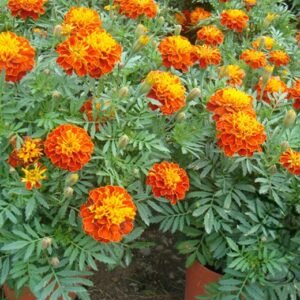 Tagetes Patula, French Marigold Seed 1000 PCS, Dainty Marietta Kongquecao