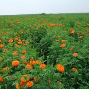 Tagetes Erecta, Mexican Marigold Seed 1000 PCS, Tagetes Patula Wanshouju