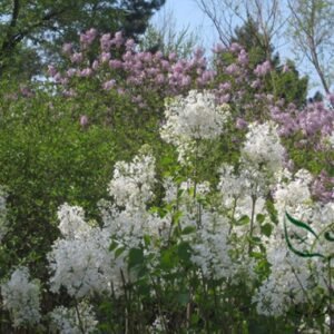 Syringa Oblata, Early Blooming Lilac Seed 2000 PCS, Broadleaf Lilac Zidingxiang