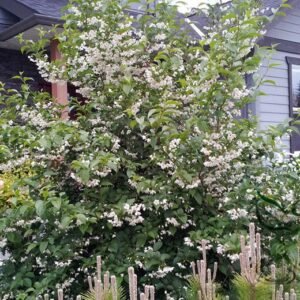 Styrax Obassia, Fragrant Snowbell Seed 500 PCS, Yulinghua