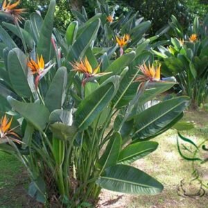 Strelitzia Reginae, Orange Strelitzia Seed 500 PCS, Crane Flower Hewanglan