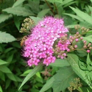 Spiraea Japonica, Japanese Spiraea Seed 5000 PCS, Xiuxianju