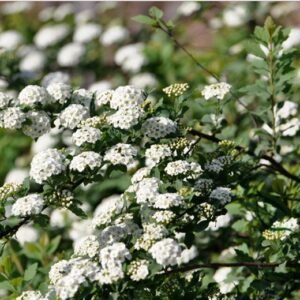 Spiraea Cantoniensis, Reeve's Spirea Seed 2000 PCS, Maye Xiuxianju