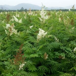 Sorbaria Sorbifolia, False Spiraea Seed 2000 PCS, False Goat's Beard Zhenzhumei