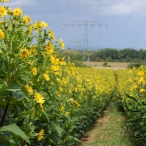 Silphium Perfoliatum, Cup-Plant Seed 1000 PCS, Chuanye Songxiangcao