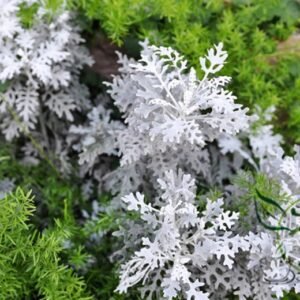 Senecio Cineraria, Jacobaea Maritima Seed 2000 PCS, Silver Ragwort Yinyeju