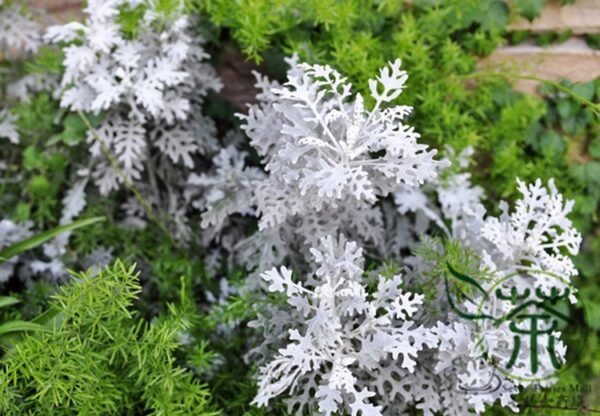 Senecio Cineraria, Jacobaea Maritima Seed 2000 PCS, Silver Ragwort Yinyeju