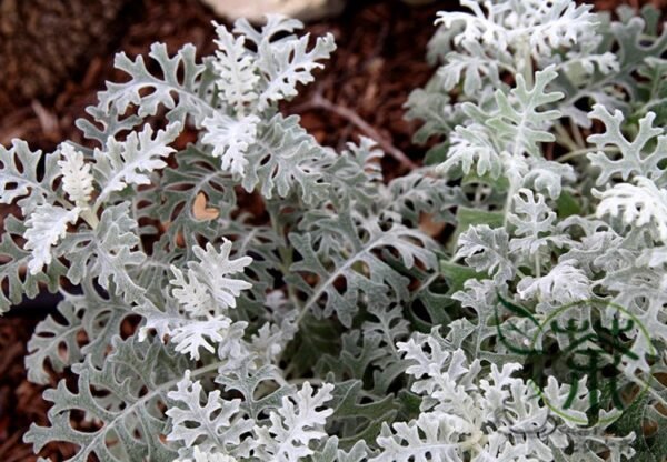 Senecio Cineraria, Jacobaea Maritima Seed 2000 PCS, Silver Ragwort Yinyeju - Image 3