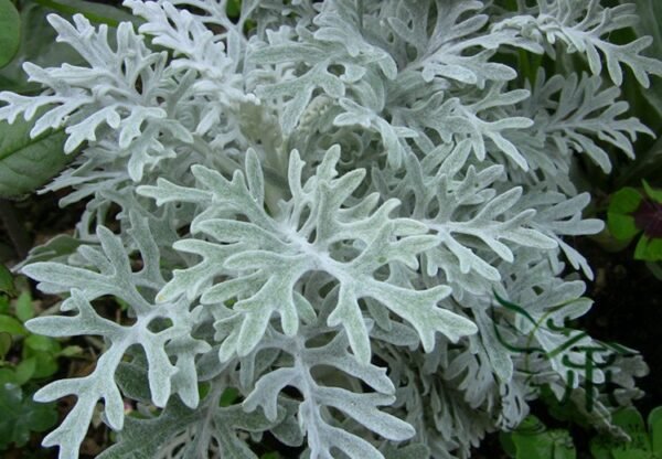 Senecio Cineraria, Jacobaea Maritima Seed 2000 PCS, Silver Ragwort Yinyeju - Image 4