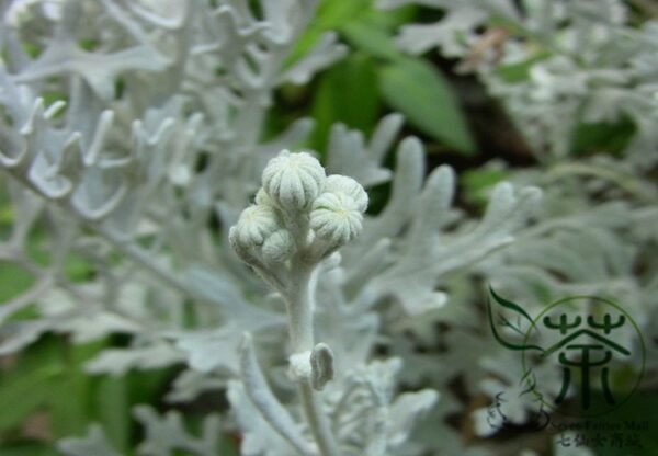 Senecio Cineraria, Jacobaea Maritima Seed 2000 PCS, Silver Ragwort Yinyeju - Image 5