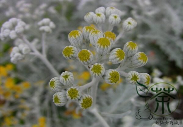 Senecio Cineraria, Jacobaea Maritima Seed 2000 PCS, Silver Ragwort Yinyeju - Image 6