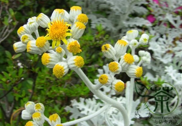 Senecio Cineraria, Jacobaea Maritima Seed 2000 PCS, Silver Ragwort Yinyeju - Image 7