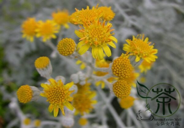 Senecio Cineraria, Jacobaea Maritima Seed 2000 PCS, Silver Ragwort Yinyeju - Image 8