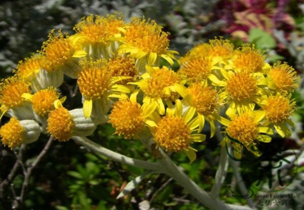 Senecio Cineraria, Jacobaea Maritima Seed 2000 PCS, Silver Ragwort Yinyeju - Image 9