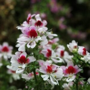 Schizanthus Pinnatus, Butterfly Flower 2000 PCS, Ediehua