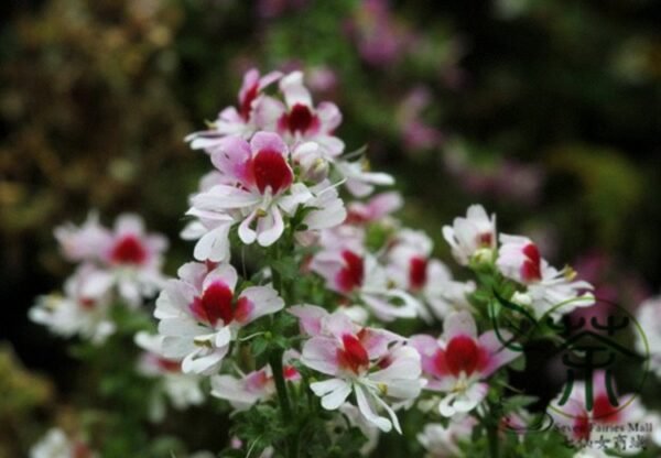 Schizanthus Pinnatus, Butterfly Flower 2000 PCS, Ediehua