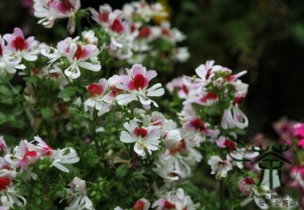 Schizanthus Pinnatus, Butterfly Flower 2000 PCS, Ediehua - Image 2