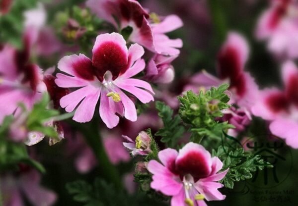 Schizanthus Pinnatus, Butterfly Flower 2000 PCS, Ediehua - Image 4