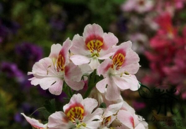 Schizanthus Pinnatus, Butterfly Flower 2000 PCS, Ediehua - Image 5