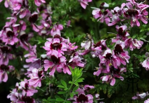 Schizanthus Pinnatus, Butterfly Flower 2000 PCS, Ediehua - Image 6