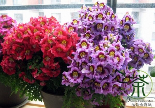 Schizanthus Pinnatus, Butterfly Flower 2000 PCS, Ediehua - Image 7