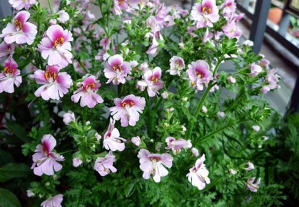 Schizanthus Pinnatus, Butterfly Flower 2000 PCS, Ediehua - Image 8