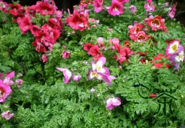 Schizanthus Pinnatus, Butterfly Flower 2000 PCS, Ediehua - Image 9