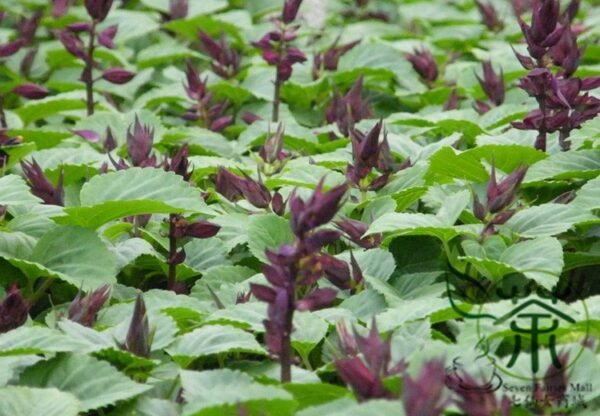 Scarlet Sage, Salvia Splendens Seed 2000 PCS, Salvia Coccinea Yichuanzi