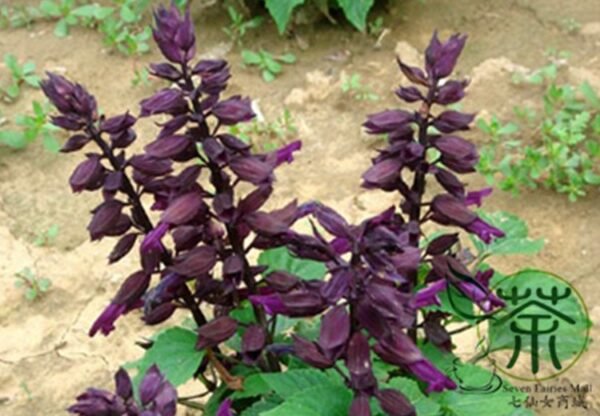 Scarlet Sage, Salvia Splendens Seed 2000 PCS, Salvia Coccinea Yichuanzi - Image 7