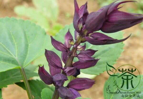 Scarlet Sage, Salvia Splendens Seed 2000 PCS, Salvia Coccinea Yichuanzi - Image 8