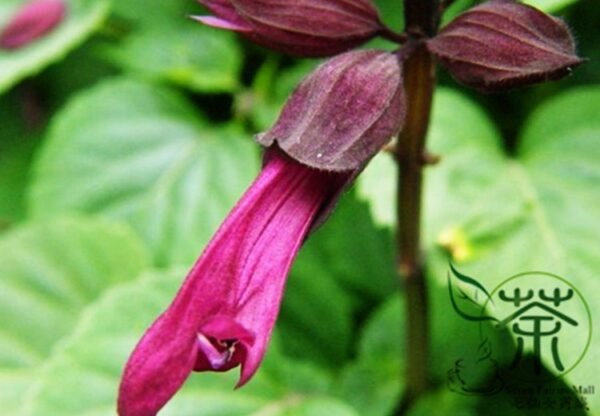 Scarlet Sage, Salvia Splendens Seed 2000 PCS, Salvia Coccinea Yichuanzi - Image 9