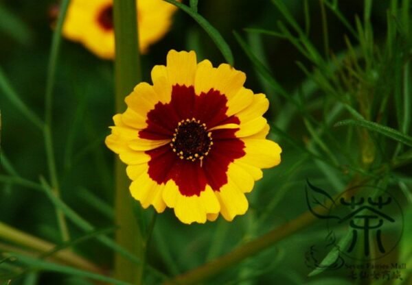 Sanvitalia Procumbens, Mexican Creeping Zinnia Seed 2000 PCS, Shemuju - Image 3