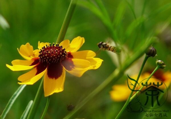 Sanvitalia Procumbens, Mexican Creeping Zinnia Seed 2000 PCS, Shemuju - Image 4