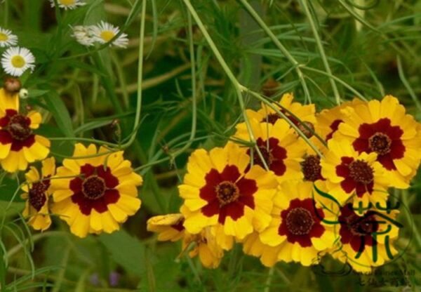 Sanvitalia Procumbens, Mexican Creeping Zinnia Seed 2000 PCS, Shemuju - Image 5