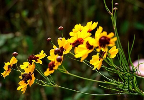 Sanvitalia Procumbens, Mexican Creeping Zinnia Seed 2000 PCS, Shemuju - Image 6