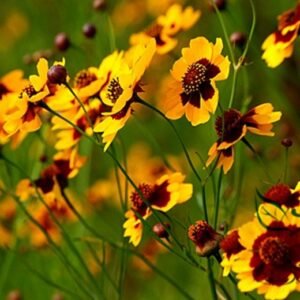 Sanvitalia Procumbens, Mexican Creeping Zinnia Seed 2000 PCS, Shemuju