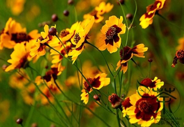 Sanvitalia Procumbens, Mexican Creeping Zinnia Seed 2000 PCS, Shemuju