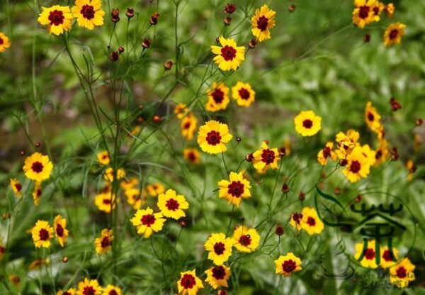 Sanvitalia Procumbens, Mexican Creeping Zinnia Seed 2000 PCS, Shemuju - Image 9