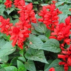 Salvia Splendens, Scarlet Sage Seed 2000 PCS, Yichuanhong