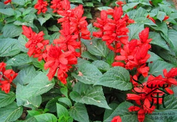 Salvia Splendens, Scarlet Sage Seed 2000 PCS, Yichuanhong