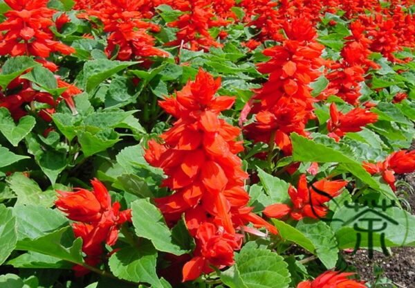 Salvia Splendens, Scarlet Sage Seed 2000 PCS, Yichuanhong - Image 4