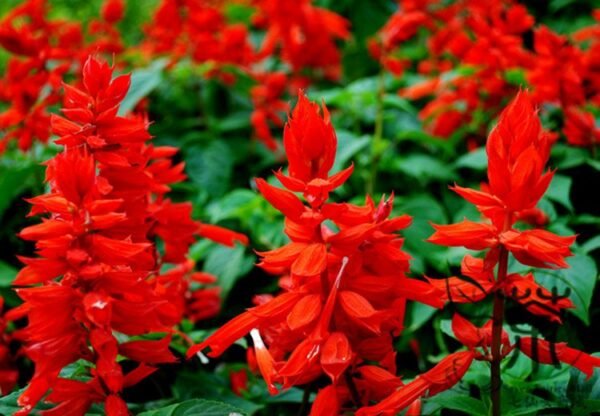 Salvia Splendens, Scarlet Sage Seed 2000 PCS, Yichuanhong - Image 5