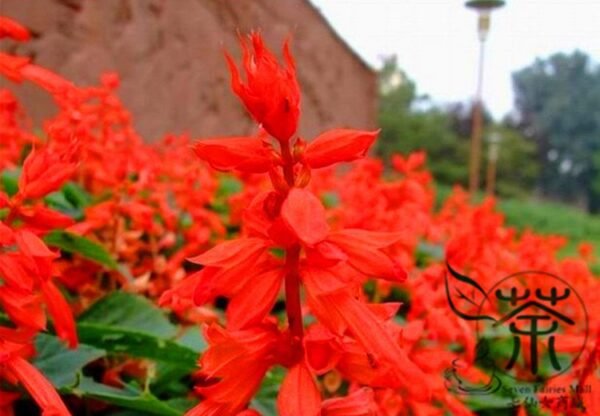 Salvia Splendens, Scarlet Sage Seed 2000 PCS, Yichuanhong - Image 6