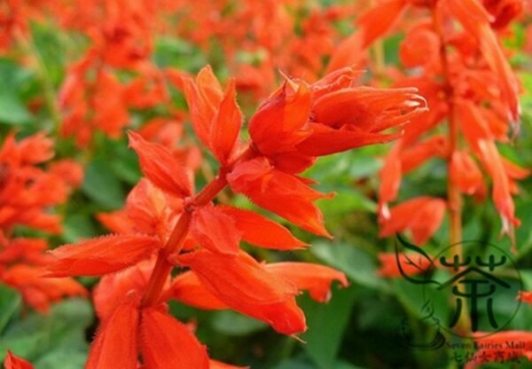 Salvia Splendens, Scarlet Sage Seed 2000 PCS, Yichuanhong - Image 7