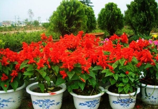 Salvia Splendens, Scarlet Sage Seed 2000 PCS, Yichuanhong - Image 9