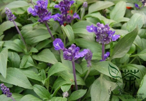 Salvia Japonica, East Asian Sage Seed 2000 PCS, Carnosic Shuweicao - Image 3