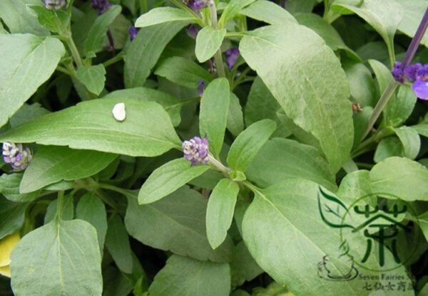 Salvia Japonica, East Asian Sage Seed 2000 PCS, Carnosic Shuweicao - Image 2