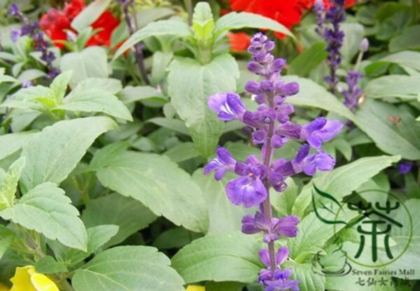 Salvia Japonica, East Asian Sage Seed 2000 PCS, Carnosic Shuweicao - Image 4